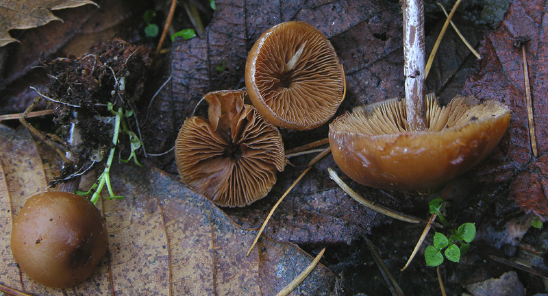 Galerina da determinare n�21.